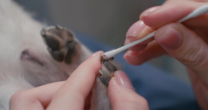 With the help of potassium permanganate, the veterinarian stops the bleeding on the dog's nail after cutting. While trimming the dog's nails, a blood vessel was accidentally touched. Claw treatment.