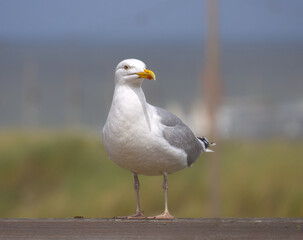 seagull on the pier, seagull on the beach, close up gull, white bird