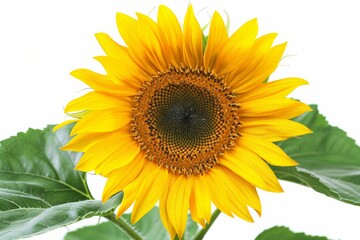 Naklejka premium Close-up of a sunflower in full bloom against a white background.