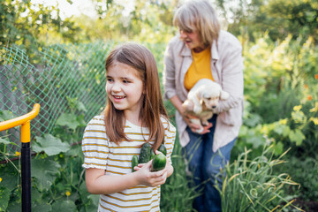 Obraz premium Little girl holds cucumbers and laughs in garden. Mature woman holds Labrador puppy outdoors. Sweet granddaughter is visiting her grandmother.