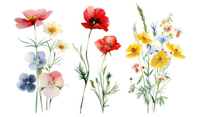 Wild flowers set, watercolor digital illustration. Perfectly for poster, card design. Mother's Day, Birthday, Valentine's day decoration