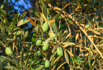 green olives grow on a olive tree branch in the garden. selective focus. banner