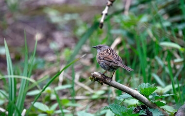 Dunnocks feeding in the woods