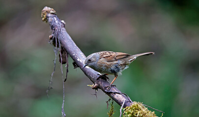 Dunnocks feeding in the woods