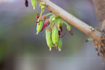 Close up of starfruit Vegetable with the scientific name Averrhoa Bilimbi. It is very useful for...