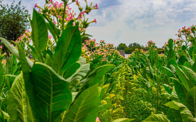 Tobacco plantation in Poland ..