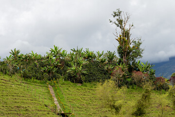 Fototapeta premium Coffee and banana crops in tne Andes Mountains of Jardin, Jardín, Antioquia, Colombia. Wooden stairs, hill, cloudy sky, fog.