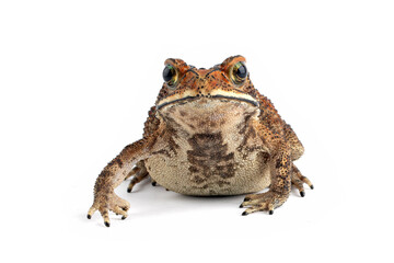 Asian common toad (Duttaphrynus melanostictus) isolated on white backkground, Asian common toad (Duttaphrynus melanostictus) closeup