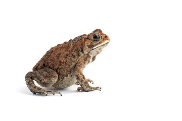 Asian common toad (Duttaphrynus melanostictus) isolated on white backkground, Asian common toad (Duttaphrynus melanostictus) closeup