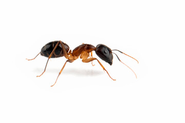 Banded Sugar Ant (Camponotus consobrinus) closeup isolated on white background