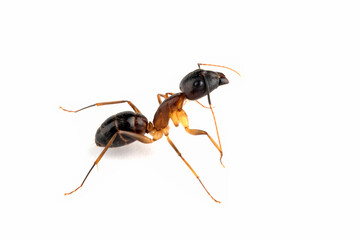 Banded Sugar Ant (Camponotus consobrinus) closeup isolated on white background