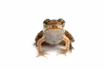 Fejervarya cancrivora froglet isolated on white backkground, Fejervarya cancrivora froglet