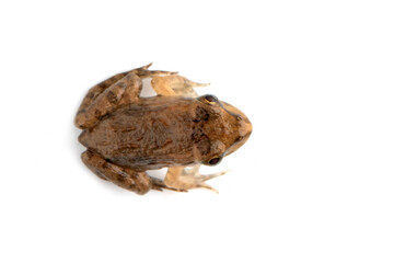 Fejervarya cancrivora froglet isolated on white backkground, Fejervarya cancrivora froglet