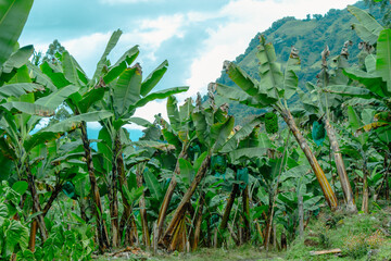 Banana trees. Banana crops in Jardin, Jardín, Antioquia, Colombia.