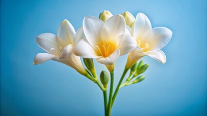 Obraz premium Delicate, creamy-white freesia blooms solo on pristine backdrop, showcasing intricate, trumpet-shaped petals and golden-yellow center in stunning isolation.