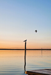 seagulls at sunset