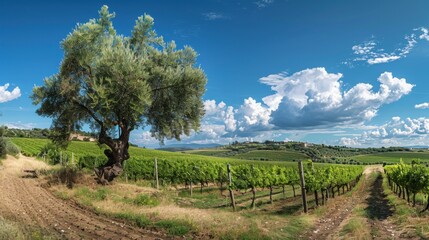 Fototapeta premium Vineyards in Casale Marittimo Village: Picturesque Maremma Landscape in Tuscany, Italy