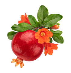 Pomegranate fruit on branch with flowers isolated on white background