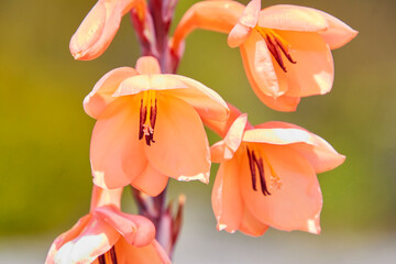 Eine Reise durch Südafrika. Kapstadt und  Umgebung. blume auf dem Tafelberg