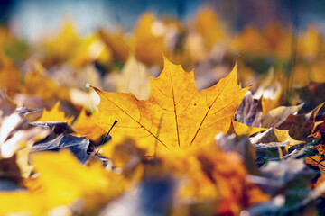 Dry maple leaf in the forest on the ground in sunny weather