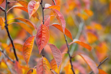 Tree branch with orange and red autumn leaves in the forest