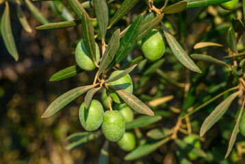 Close-Up of Olives growing on tree