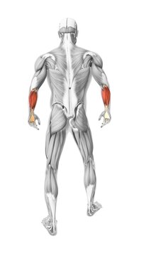 flexor carpi radialis muscles in the human muscular system
