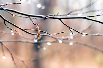 Wet tree branch with raindrops on a blurred background