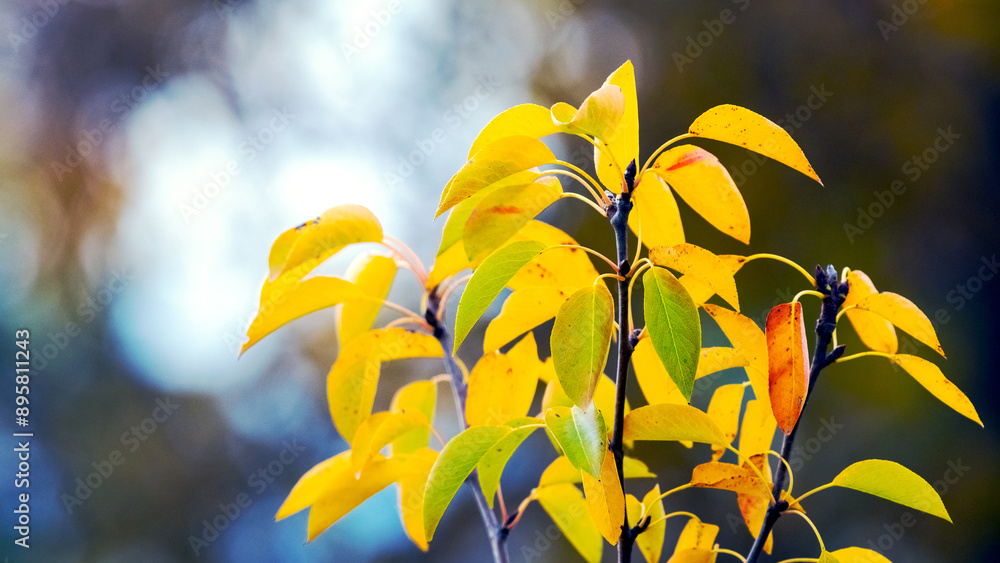 Poster a tree branch with colorful autumn leaves on a dark background in a sunny day background