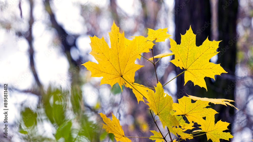 Poster yellow maple leaves on a tree branch in the forest on a light background