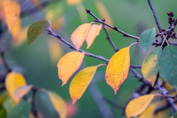 Yellow autumn leaves on a tree branch in the garden on a background of green grass