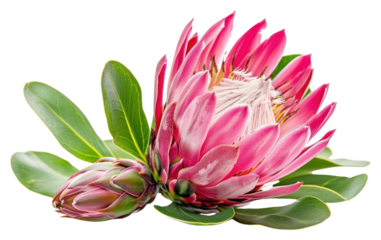 PNG  Vibrant protea flower with leaves