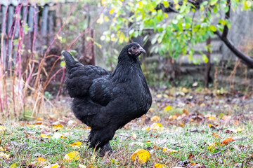 Black purebred chicken in the garden in autumn