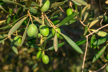south of the country. Traditional plantation of olive trees.
