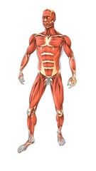 Fototapeta premium The muscles of the human body from front side