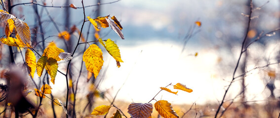 Autumn landscape with yellow autumn leaves on a tree near the river