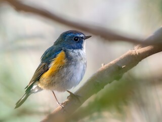 森の中の木陰で枝に留まっているルリビタキの雄