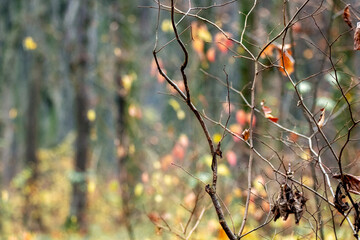 Autumn forest with last leaves on tree branches