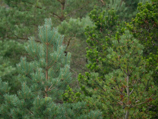 Dense coniferous forest. Tops of spruce and pine trees close-up, Skagen, Denmark