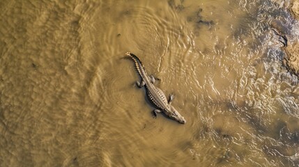 Fototapeta premium Caiman swims gracefully in a muddy jungle river, showcasing its powerful jaws and glistening scales. This scene captures the beauty and danger of the wild rainforest