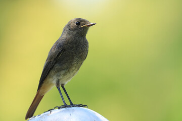 Black redstart, juvenile bird in park