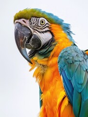 Fototapeta premium A vibrant parrot on a white background, perfect for illustration or design
