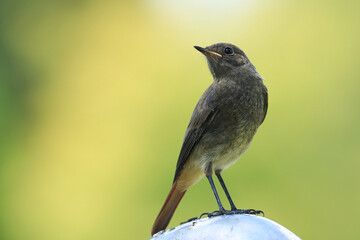 Black redstart, juvenile bird in park
