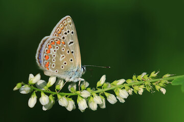 Common blue, Polyommatus icarus, butterfly on flowers