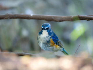 森の中の木陰で枝に留まっているルリビタキの雄