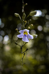A portrait of a purple orchid is hanging from a tree branch. The image has a blurry effect, which gives it a dreamy and athereal quality