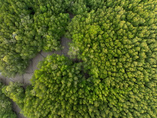 Amazing abundant mangrove forest, Aerial view of forest trees, Rainforest ecosystem and healthy environment background,Texture of green trees forest top down, High angle view