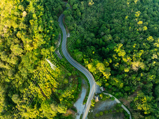 Aerial view Tropical Rainforest trees mountains with curve road in the forest