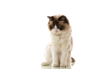 Beautiful young healthy Ragdoll cat on a white background.