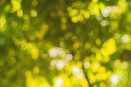 Horizontal shot of blurred green background vegetation of tree leaves on summer sunny day. Green natural environment and ecology safety.